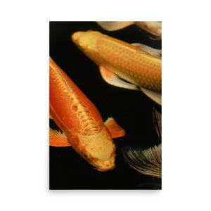 Koi Fish 24″×36″ Art Print - The New Wave NYC - Poster - 