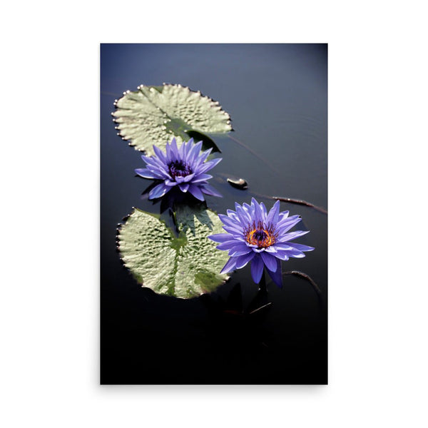 Purple Water Lily 24″×36″ Art Print - The New Wave NYC - Poster - 