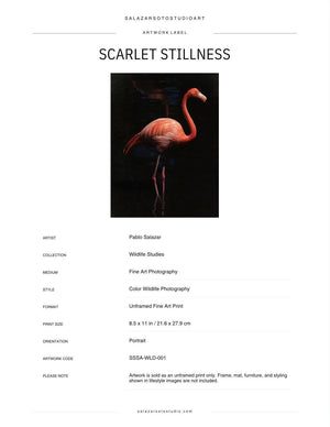 Scarlet Stillness Flamingo Photography Print, Tropical Wildlife Wall Art (8.5x11) - Salazar Soto Studio - print -