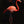Scarlet Stillness Flamingo Photography Print, Tropical Wildlife Wall Art (8.5x11) - Salazar Soto Studio - print -