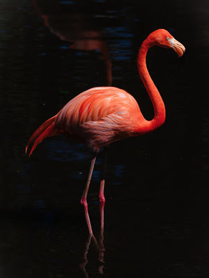 Scarlet Stillness Flamingo Photography Print, Tropical Wildlife Wall Art (8.5x11) - Salazar Soto Studio - print -