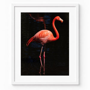 Scarlet Stillness Flamingo Photography Print, Tropical Wildlife Wall Art (8.5x11) - Salazar Soto Studio - print -