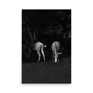 Zebras 24″×36″ Art Print - The New Wave NYC - Poster - 